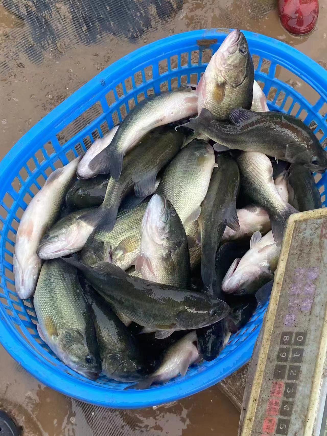 水产养殖因细菌引起的大范围死亡.jpg 水产养殖因细菌引起的大范围死亡.jpg